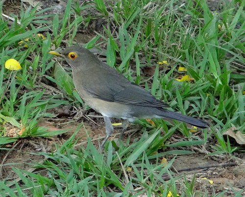 southamerica birds venezuela aves caracas marcaribe caribbeansea parquedeleste suramérica turdidae neotropic bareeyedthrush northernsouthamerica turdusnudigenis neotrópico nortedesuramérica paraulataojodecandil sociedadconservacionistaaudubondevenezuela turdusnudigenisnudigenis festivalmundialdelasaves parquegeneralísimofranciscodemiranda xviavethondecaracas