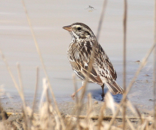 bird nature water desert wildlife sparrow wildbird