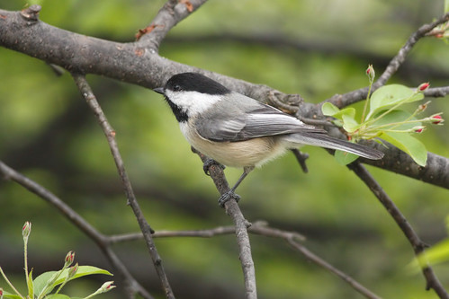 wild tree bird nature animal closeup fauna bill michigan wildlife beak feather chickadee perch ornithology birdwatching blackcappedchickadee avian poecileatricapillus