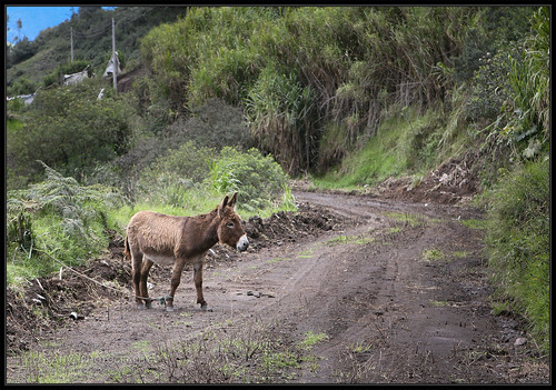 travel vacation mountain holiday mountains animal animals volcano ecuador destruction donkey sierra burro andes volcanic banos volcán tungurahua andesmountains