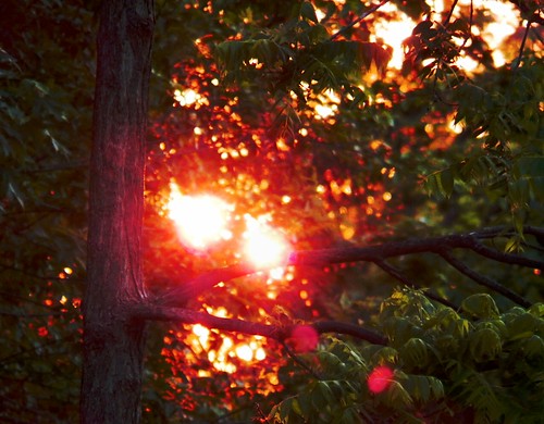 trees sunset dof