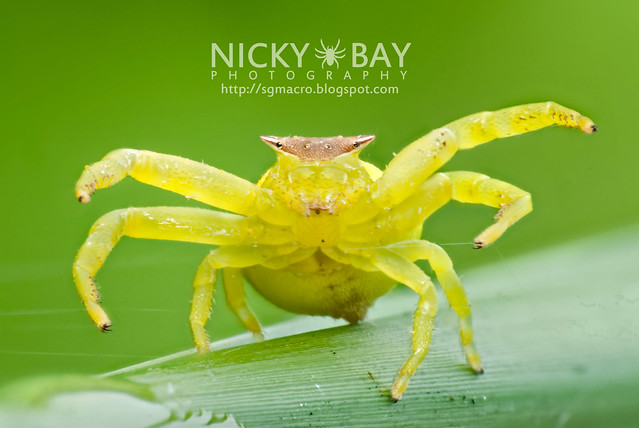 Crab Spider (Thomisidae) - DSC_7463