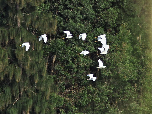 Snowy and Cattle Egrets 20140331