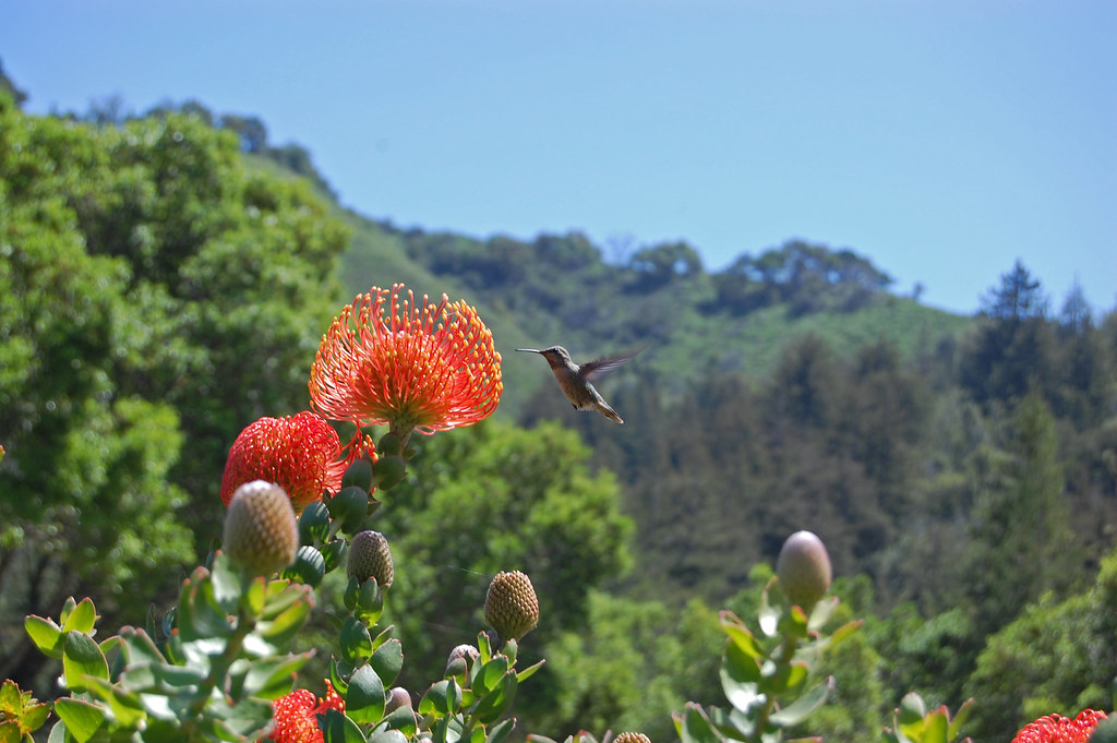 Big Sur Spirit Garden Faroutflora Flickr