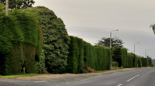 newzealand hedge otago macrocarpa karitane