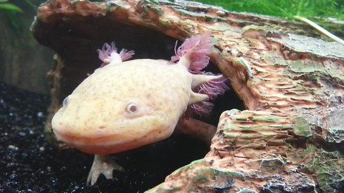 Axolotl breathing