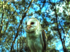 Casper the Australian Barn Owl