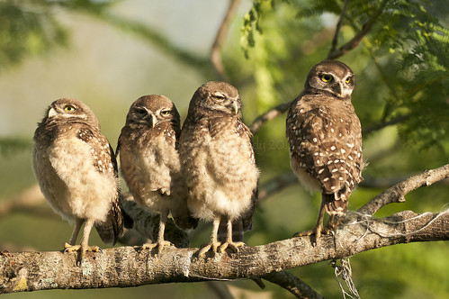 wild tree nature birds outside outdoors support nikon branch natural florida wildlife security siblings habitat discovery growingup owls avian bonding adolescence brotherssisters burrowingowls learningtofly coopercity juveniles babyowls brianpiccolopark coth5 tnwaphotography fourowls
