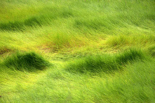 brown grass yellow waves marsh tides marshgrassgreenoceanquincyquincyma