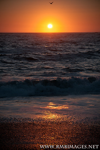 ocean california light sunset sea sun bird water golden fly sand nikon waves horizon pacificocean goatrock sonomacoast rmbimages
