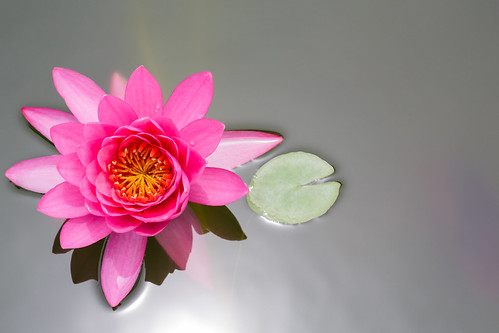 pink plant abstract flower color detail nature water beautiful beauty up flora lily close view natural lotus blossom top background romance petal single sacred tropical bloom romantic aquatic elegance