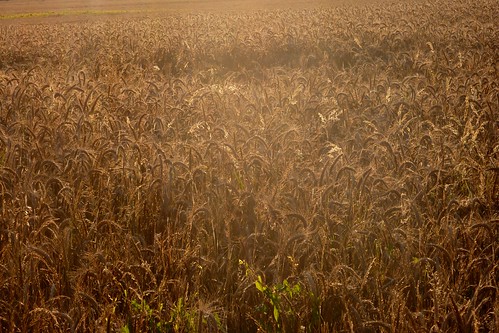 france evening brittany wheat bretagne soirée morbihan champ blé wheatfield camors zdarock