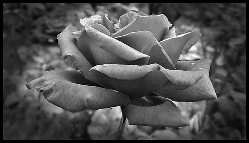 blackandwhite bw plant flower nature monochrome beauty rose garden grey petals fuji gimp explore finepix vignette priory greyscale desaturate benburb countytyrone exr blackandwhiteonly f770 glendahall