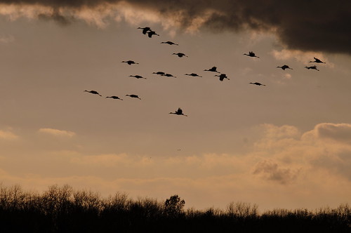 bird nature birds nikon jasper cranes migration sandhill serge sandhillcranes melki d300 jasperpulaski