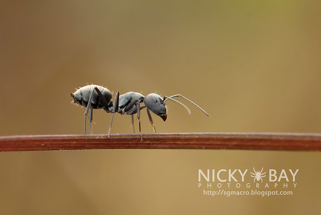 Ant (Formicidae) - DSC_7010