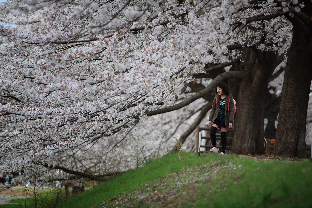 Cherry Blossom In Tokyo #1