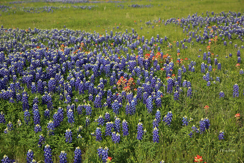 flowers grass spring flora texas wildflowers prairie np ennis plains bluebonnets indianpaintbrush eastersunday elliscounty wyojones