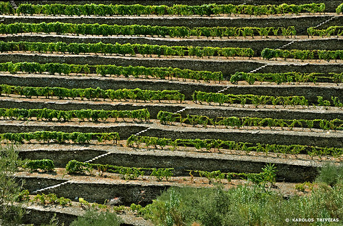 portugal stairs vineyard steps culture vine crop grapes cultivation terracing terracecultivation digitalcameraclub tabuaco ilustrarportugal dourariver riotavora
