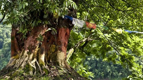 nepal tree lakeside sacred spirituality hinduism pokhara sacredtree buddhisms