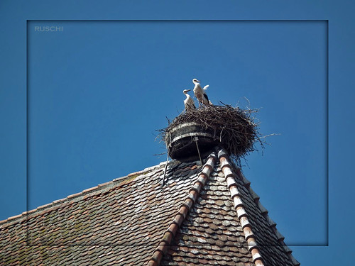 city roof house france frankreich nest haus alsace stadt dach storks elsass rouffach störche jungstörche ruschie olétusfotos youngstorks “flickraward”