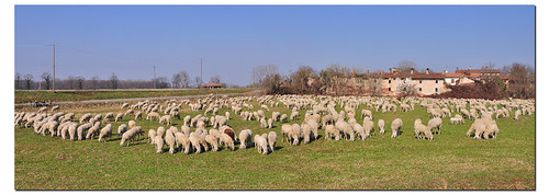 panorama animals pasture sheeps animali pecore ghostbuster bucolico pascolo gigi49