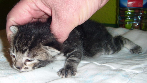 Grissom, gatito atigrado pardo tabby nacido en Marzo´14 en adopción. Valencia. ADOPTADO. 13390436374_50ea4f5310
