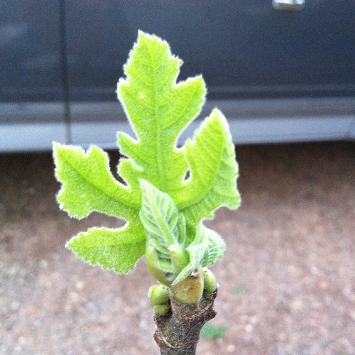 Baby Fig Leaf