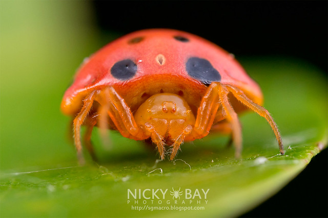 Ladybird-Mimic Spider (Paraplectana sp.) - DSC_8216