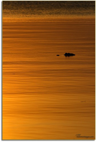 sunsets professionalphotographer alligators floridaimages photoworkshops phototours bluecypresslake floridalakes phototourguide jmwnaturesimagescom audiovisualphotopresentations