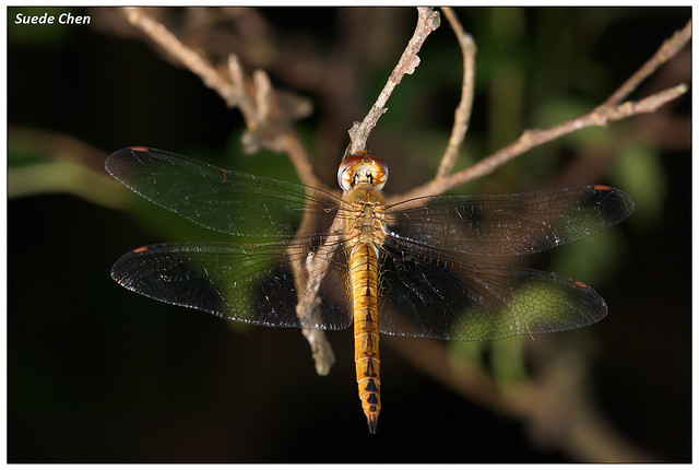 薄翅蜻蜓 Pantala flavescens (Fabricius, 1798)