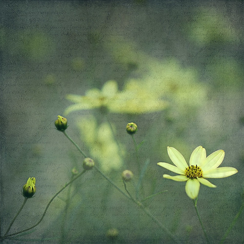 flowers blue white toronto ontario canada black flower macro green texture yellow closeup canon print square petals bokeh text cream july petal announcement giveaway buds bud friday sq 13th fridaythe13th on coreopsis alienskin pourvous exposure4 morningdewphotography t1i coppercloudsilvernsun kimklassen ef100l