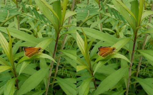 Thymelicus lineola, stereo parallel view