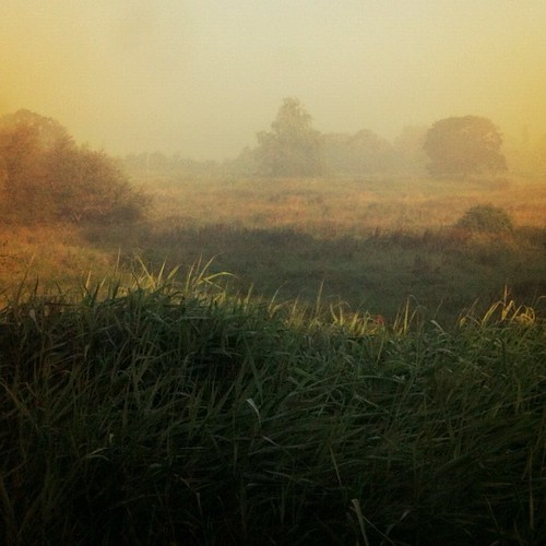 morning sun sunlight field square squareformat iphoneography instagramapp uploaded:by=instagram foursquare:venue=4b98a40df964a520c24935e3