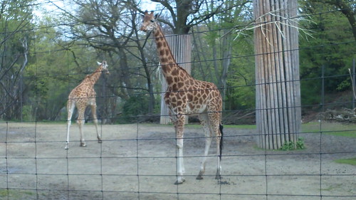 Giraffe, Basel Zoo