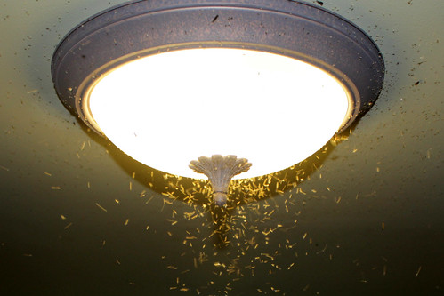 light house bugs flies swarm unidentified attracted invation img2074
