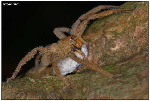 屏東高腳蛛 Heteropoda pingtungensis Zhu & Tso, 2006