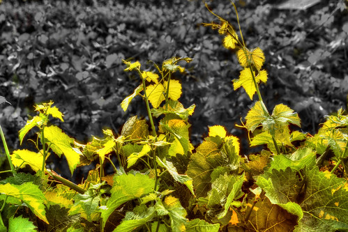 vineyard agriculture selectivecoloring tonemapped