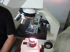 Manual yeast cell counting with a microscope