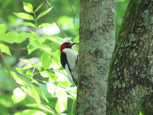 statepark bird woodpecker indiana redheadedwoodpecker melanerpeserythrocephalus mccormickscreek