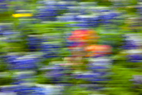 blue abstract flower nature bristol spring texas tx bluebonnet winery indianpaintbrush lupinustexensis canonef70200mmf28lisusm canoneos5dmarkii canon5dmarkii sugarridgewinery