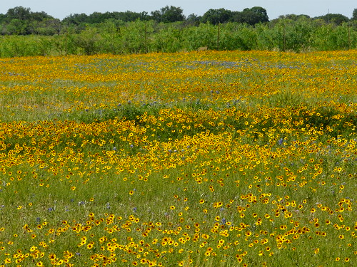 texas wildflowers blackeyedsusans bluebonnets 2012 aril eastsweden