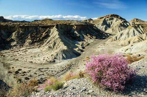 flower contrast landscape geotagged flora desert paisaje desierto almeria tabernas geo:lat=3701335860553032 geo:lon=24471756528015476