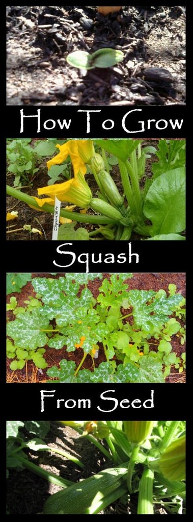 How To Grow Squash From Seed: Tips and tricks to grow more squash then you know what to do with! | www.TheAdventureBite.com