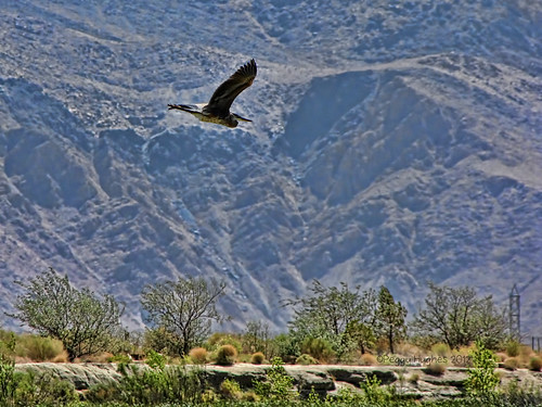 california mountains bird heron flying inflight desert peggy lonepine ©allrightsreserved diazlake ©peggyhughes