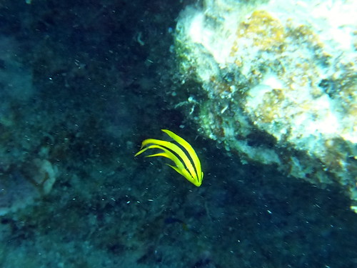 ヒレナガスズメダイ