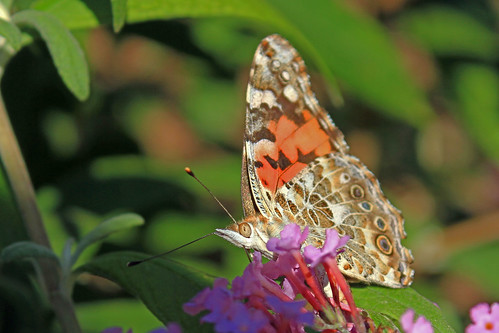 lady cosmopolitan paintedlady butterflybutterflyinsectvanessa carduinaturethistle butterflybutterflys mothspainted