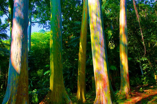 Crazy-Colored Eucalyptus