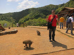 Monkey park in Arashiyama - top of a hill