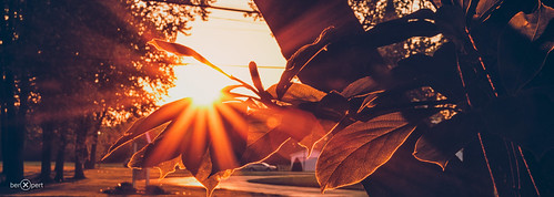light sunset sun tree leaves canon warm heat flare