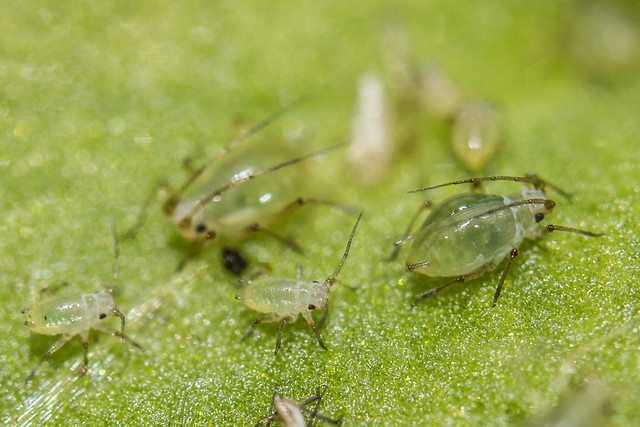 Aphids on a Family Trip